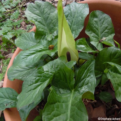 Arum maculatum