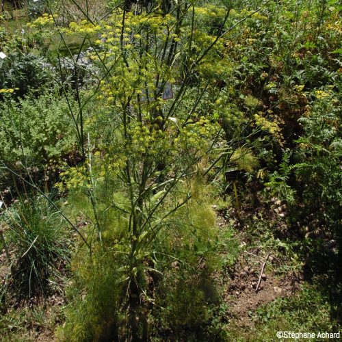Foeniculum vulgare